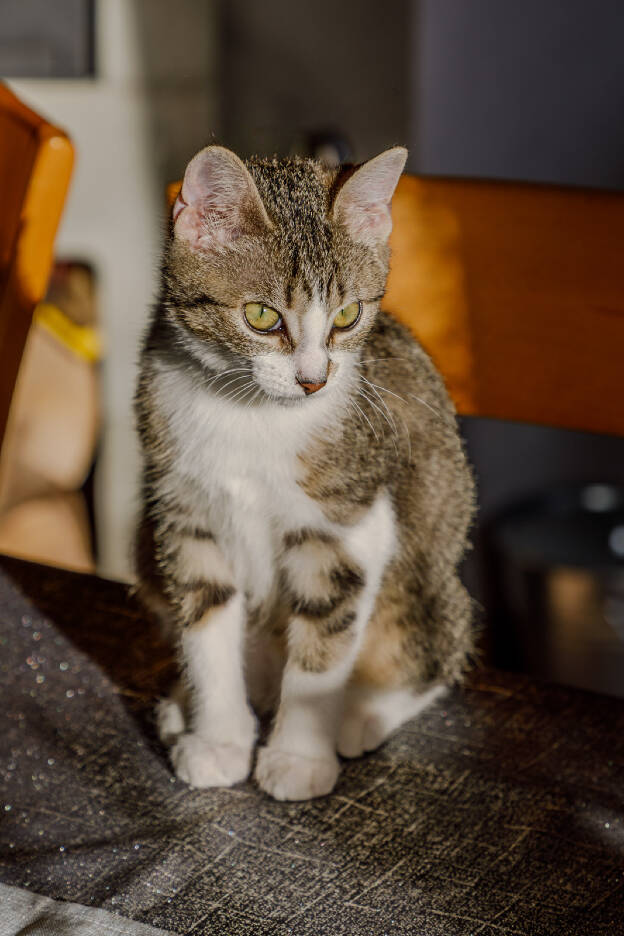 Ziva