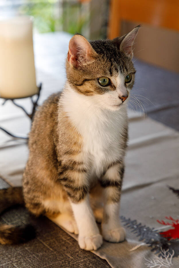 Ziva