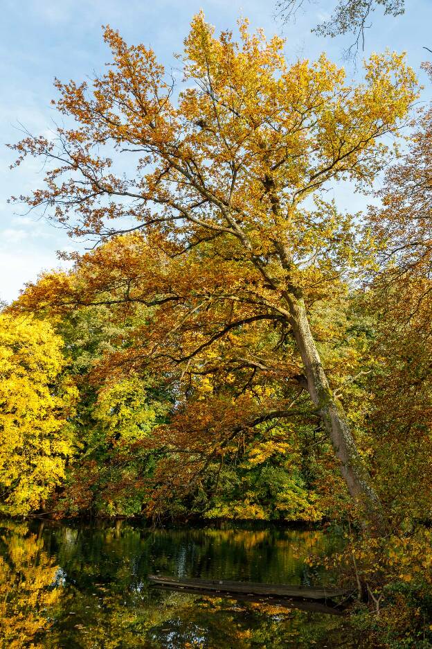 Automne en Alsace