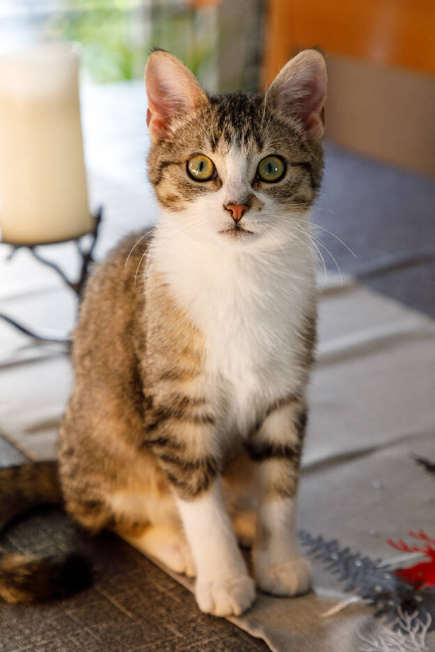 Ziva